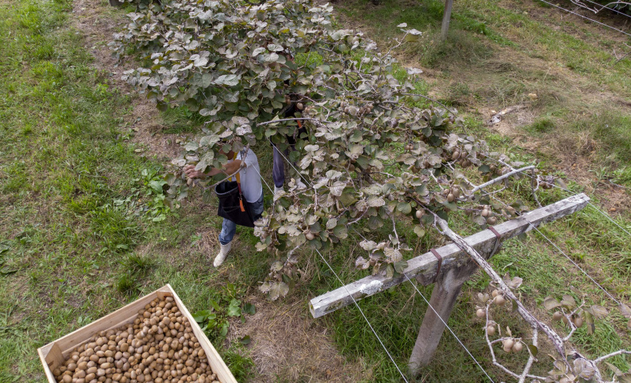 Plantação de kiwi.
Antonio Olinto-Pr
Foto: Gilson Abreu/AEN