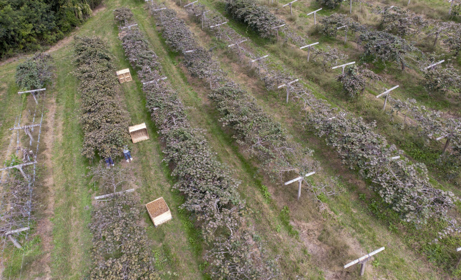 Plantação de kiwi.
Antonio Olinto-Pr
Foto: Gilson Abreu/AEN