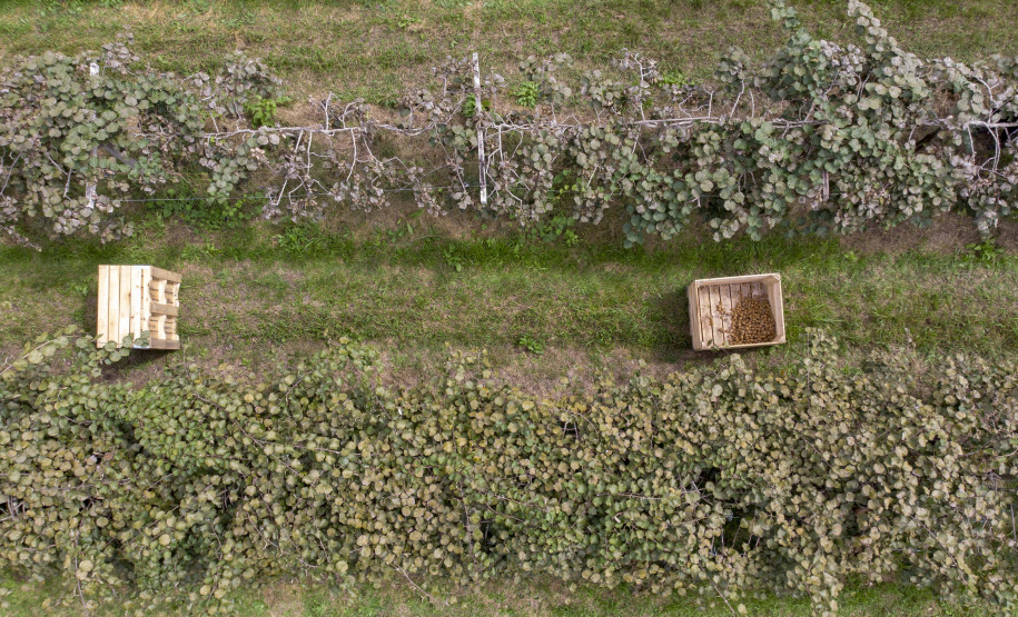 Plantação de kiwi.
Antonio Olinto-Pr
Foto: Gilson Abreu/AEN