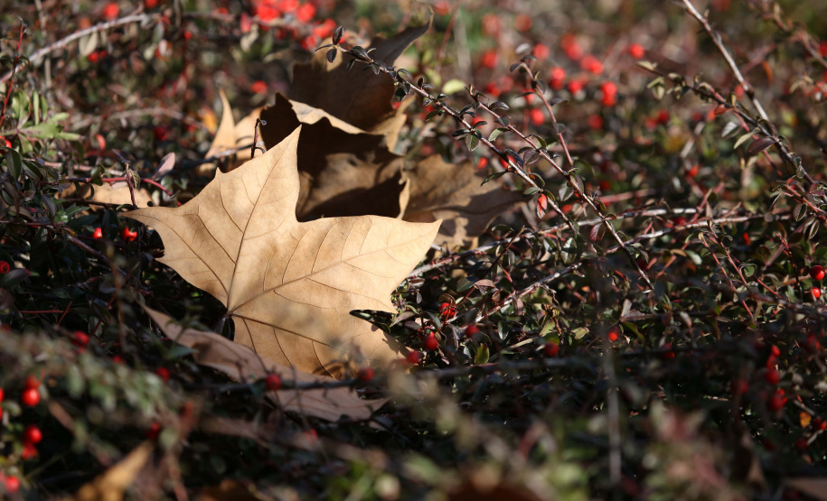Outono - Foto: José Fernando Ogura