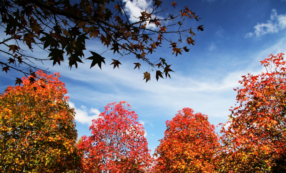 Outono em Curitiba. Posque do Papa.Foto: José Fernando Ogura