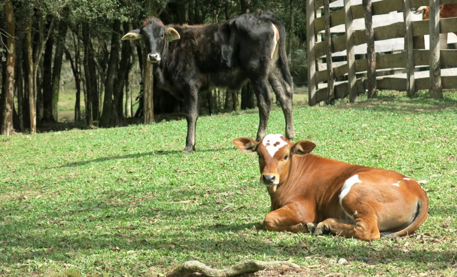 Campanha de atualização de rebanhos começa em 1º de maio  -  Curitiba, 29/04/2021  -    Fot: Adapar/SEAB