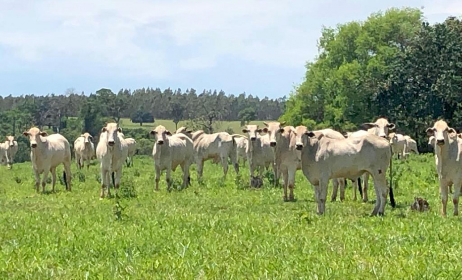 Campanha de atualização de rebanhos começa em 1º de maio  -  Curitiba, 29/04/2021  -    Fot: Adapar/SEAB