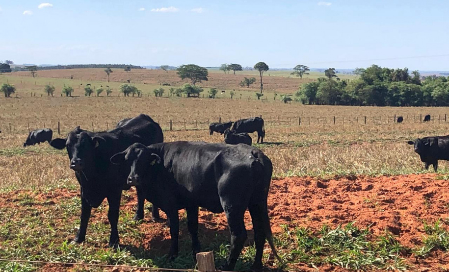 Campanha de atualização de rebanhos começa em 1º de maio  -  Curitiba, 29/04/2021  -    Fot: Adapar/SEAB