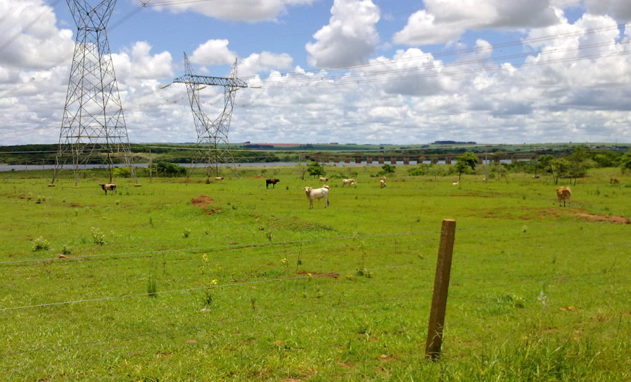 Campanha de atualização de rebanhos começa em 1º de maio  -  Curitiba, 29/04/2021  -    Fot: Adapar/SEAB
