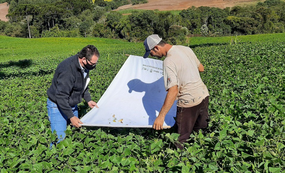 Software que auxilia no controle de pragas e doenças da soja será expandido para as lavouras de feijão.  -  Foto: IDR