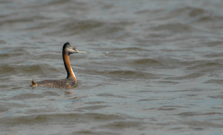 Presença do animal indica escassa ou total ausência de contaminação da água e do entorno.
Foto: Leonardo Deconto