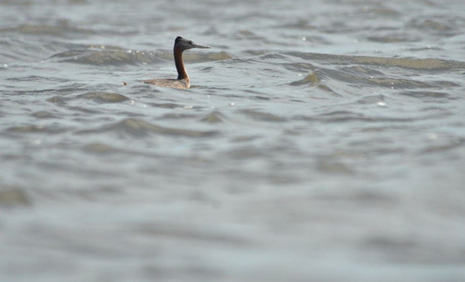 Presença do animal indica escassa ou total ausência de contaminação da água e do entorno.
Foto: Leonardo Deconto