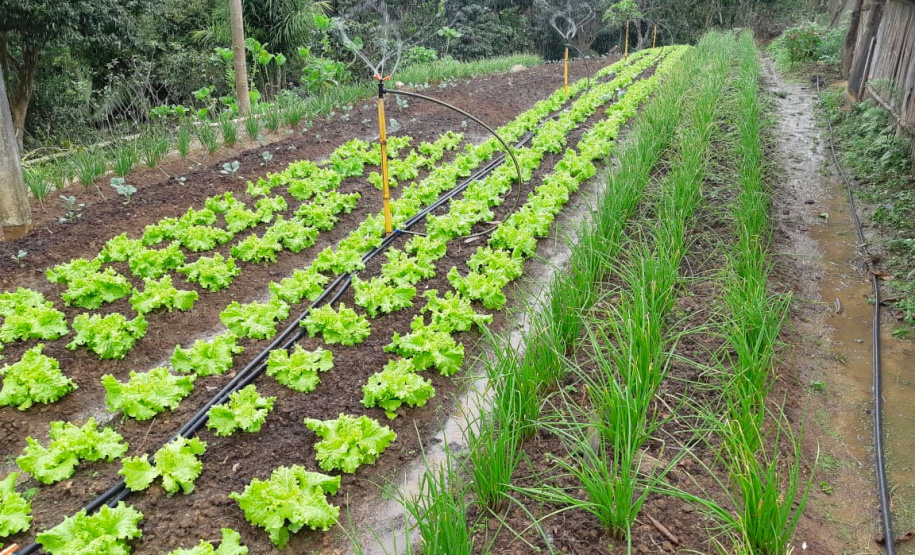 Governo publica edital de R$ 27 milhões para Compra Direta Paraná