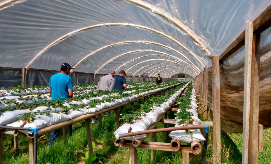 Castro e Piraí do Sul - Associação União
Governo publica edital de R$ 27 milhões para Compra Direta Paraná - Foto: SEAB