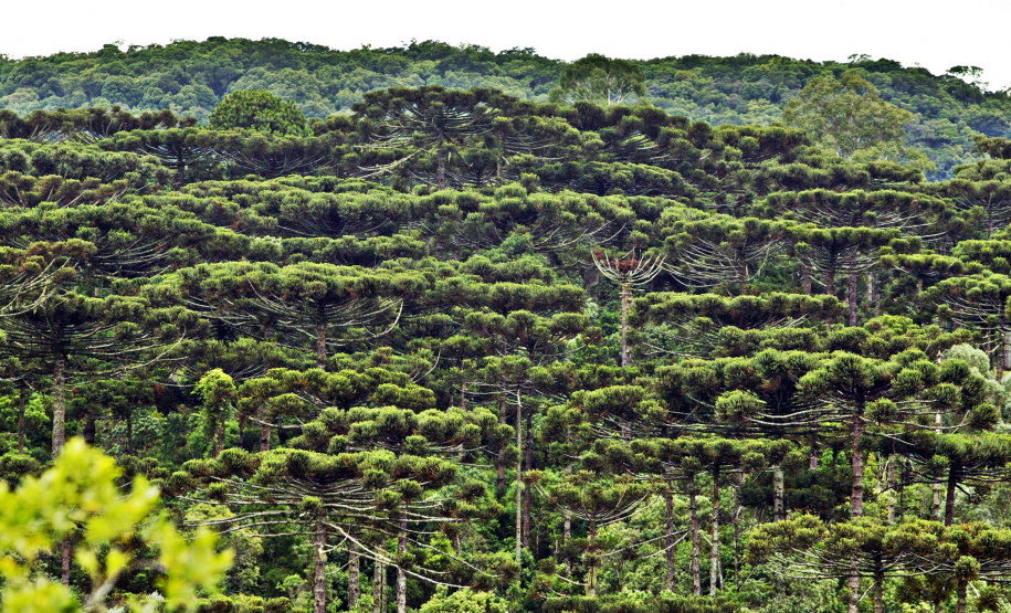Pinheiro - Araucária Árvore símbolo do estado do Paraná, a araucária é reconhecida pela sua beleza, função ecológica e utilidade para o homem. Apesar de todas estas qualidades, é uma espécie em extinção. Seu porte é bastante grande, chegando aos 50 metros de altura. Diferencia-se de outros pinheiros pela sua estrutura em candelabro e pelos seus saborosos pinhões.// Na foto imagens de pinheiros no Paraná.//Foto Denis Ferreira Netto.
