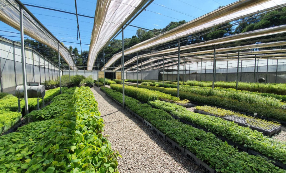 O Instituto Água e Terra (IAT), vinculado à Secretaria do Desenvolvimento Sustentável e do Turismo (Sedest), firmou parceria com o Distrito 4710 do Rotary International para o plantio de 250 mil árvores nativas. - Foto: IAT