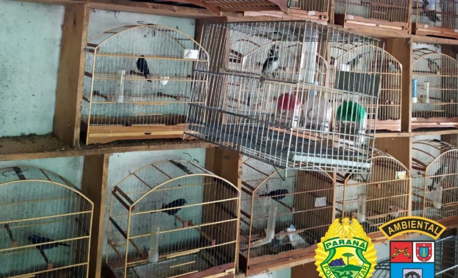 Policiais militares da 5ª Companhia do Batalhão de Polícia Ambiental Força Verde (BPAmb-Fv) resgataram 116 pássaros silvestres, de diversas raças, visto que seu proprietário não possuía documentação legal para criá-los. A ação foi conduzida no município de Pato Branco, no Sudoeste do Paraná, nesta terça-feira (04/05). - Foto: SESP/PR