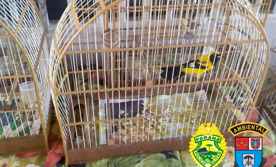 Policiais militares da 5ª Companhia do Batalhão de Polícia Ambiental Força Verde (BPAmb-Fv) resgataram 116 pássaros silvestres, de diversas raças, visto que seu proprietário não possuía documentação legal para criá-los. A ação foi conduzida no município de Pato Branco, no Sudoeste do Paraná, nesta terça-feira (04/05). - Foto: SESP/PR