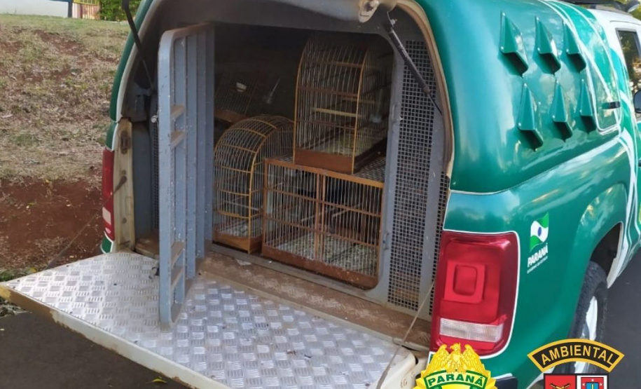 Policiais militares da 5ª Companhia do Batalhão de Polícia Ambiental Força Verde (BPAmb-Fv) resgataram 116 pássaros silvestres, de diversas raças, visto que seu proprietário não possuía documentação legal para criá-los. A ação foi conduzida no município de Pato Branco, no Sudoeste do Paraná, nesta terça-feira (04/05). - Foto: SESP/PR