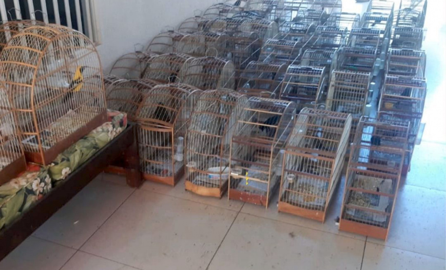 Policiais militares da 5ª Companhia do Batalhão de Polícia Ambiental Força Verde (BPAmb-Fv) resgataram 116 pássaros silvestres, de diversas raças, visto que seu proprietário não possuía documentação legal para criá-los. A ação foi conduzida no município de Pato Branco, no Sudoeste do Paraná, nesta terça-feira (04/05). - Foto: SESP/PR