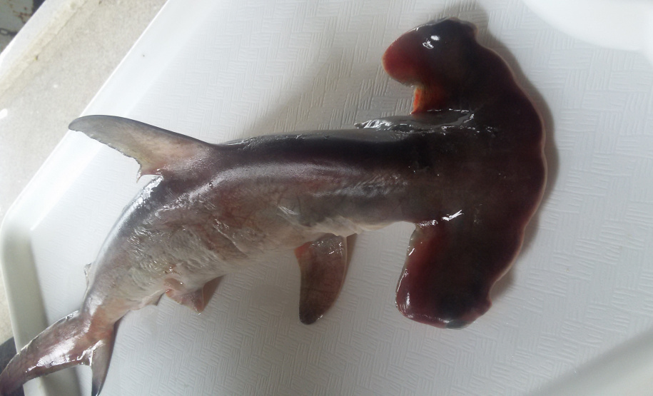 O litoral paranaense possui 51 espécies de tubarão, o equivalente a 58% de toda a biodiversidade deste tipo de peixe no Brasil. Destas, quatro estão registradas no Livro Vermelho da Fauna Brasileira Ameaçada de Extinção do Instituto Chico Mendes de Conservação da Biodiversidade (ICMBio). Na foto, Sphyrna lewini / Crédito: Aline Prado