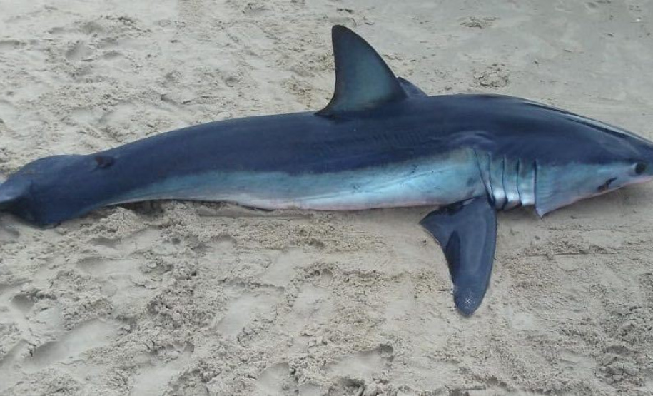 O litoral paranaense possui 51 espécies de tubarão, o equivalente a 58% de toda a biodiversidade deste tipo de peixe no Brasil. Destas, quatro estão registradas no Livro Vermelho da Fauna Brasileira Ameaçada de Extinção do Instituto Chico Mendes de Conservação da Biodiversidade (ICMBio). Tubarão-mako (Isurus oxyrinchus) em rota migratória / Crédito: Centro de Estudos do Mar (CEM)