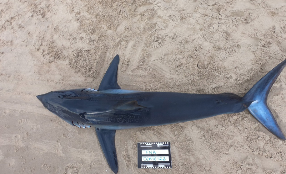 O litoral paranaense possui 51 espécies de tubarão, o equivalente a 58% de toda a biodiversidade deste tipo de peixe no Brasil. Destas, quatro estão registradas no Livro Vermelho da Fauna Brasileira Ameaçada de Extinção do Instituto Chico Mendes de Conservação da Biodiversidade (ICMBio). Tubarão-mako (Isurus oxyrinchus) em rota migratória / Crédito: Centro de Estudos do Mar (CEM)