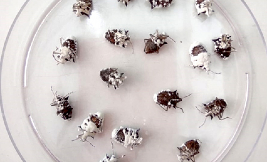 Projeto de pesquisa desenvolvido no Laboratório de Biotecnologia Agrícola (Labiotec), da Universidade Estadual do Oeste do Paraná (Unioeste), Campus de Cascavel, selecionou o fungo Beauveria bassiana 76 como o mais ativo contra ninfas e adultos do percevejo-marrom.  -  Cascavel, 05/05/2021  -  Foto: Unioeste