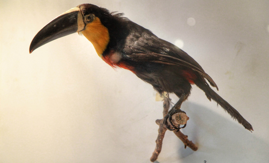 Museu Paranaense - Foto: Alessandro Vieira/AEN