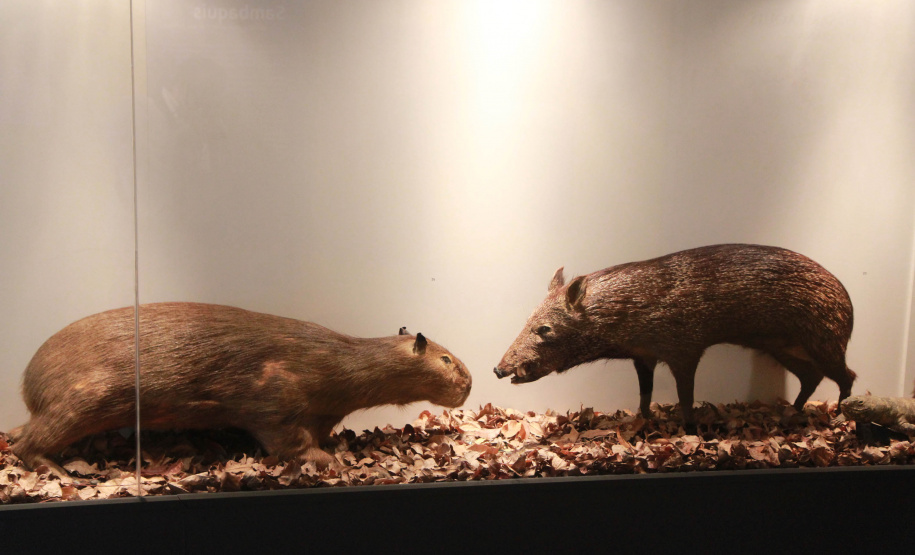 Museu Paranaense - Foto: Alessandro Vieira/AEN