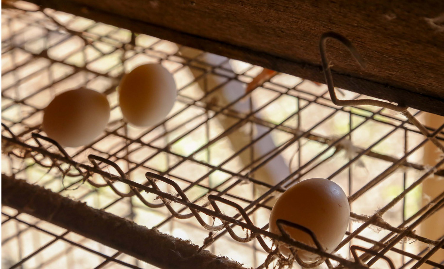 Produção de ovo - Granja feliz.
Arapongas-Pr - 04/2021
Gilson Abreu/AEN