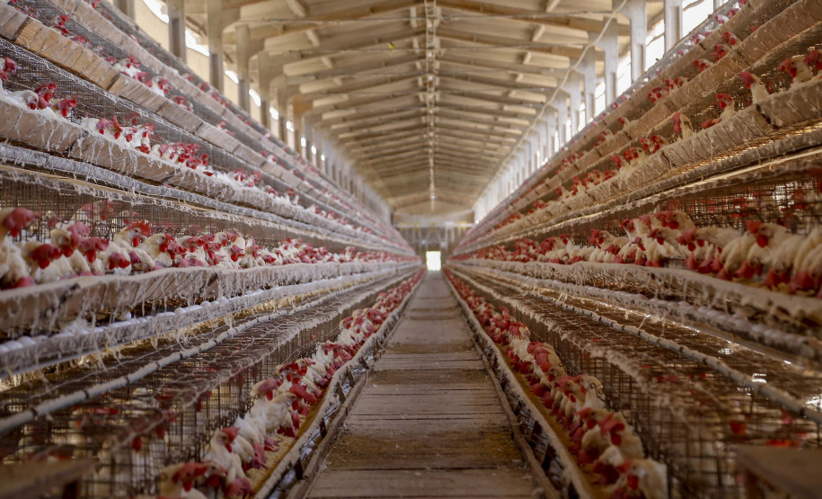 Produção de ovo - Granja feliz.
Arapongas-Pr - 04/2021
Gilson Abreu/AEN