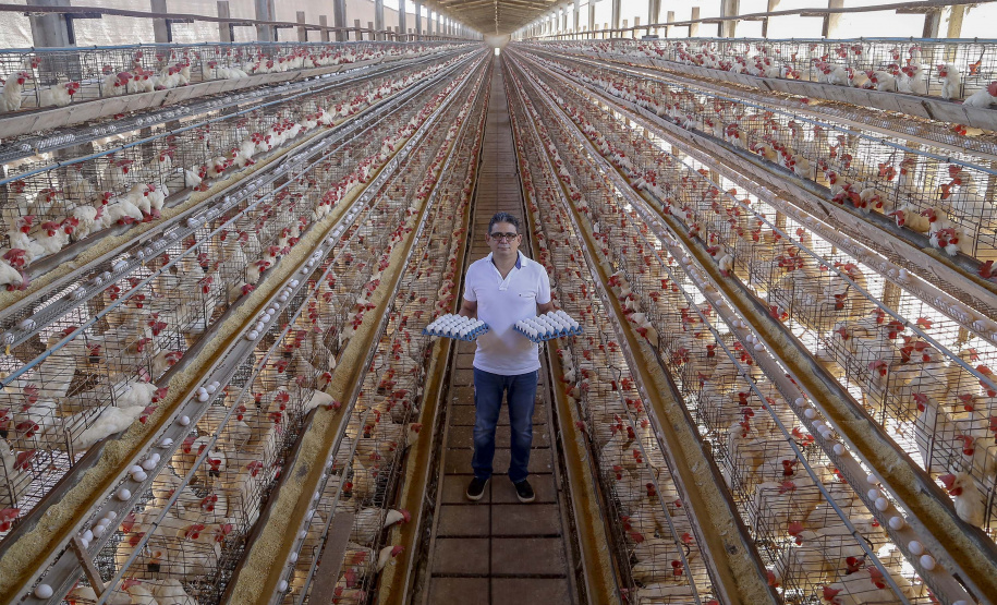 Produção de ovo - Granja feliz.
Dirceu Pontalti Cortez.
Arapongas-Pr - 04-2021
Gilson Abreu/AEN