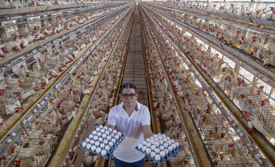 Produção de ovo - Granja feliz.
Dirceu Pontalti Cortez.
Arapongas-Pr - 04-2021
Gilson Abreu/AEN