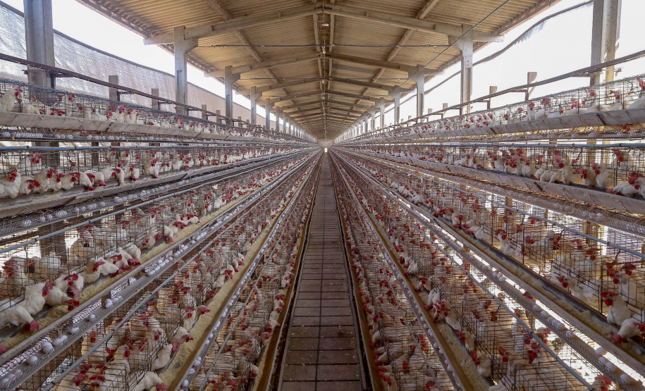 Produção de ovo - Granja feliz.
Arapongas-Pr - 04/2021
Gilson Abreu/AEN