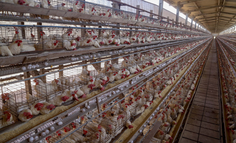 Produção de ovo - Granja feliz.
Arapongas-Pr - 04/2021
Gilson Abreu/AEN