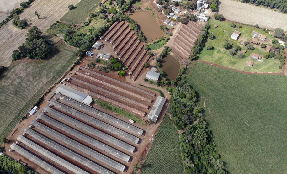 Produção de ovo - Granja feliz.
Arapongas-Pr - 04/2021
Gilson Abreu/AEN