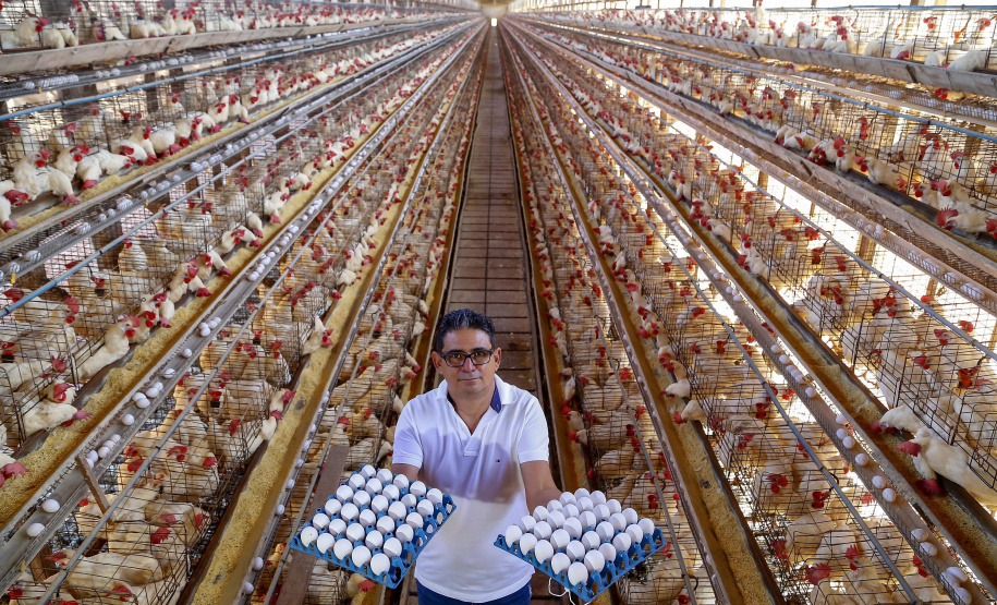 Produção de ovo - Granja feliz.
Dirceu Pontalti Cortez.
Arapongas-Pr - 04-2021
Gilson Abreu/AEN