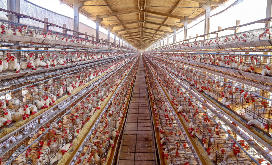 Produção de ovo - Granja feliz.
Arapongas-Pr - 04/2021
Gilson Abreu/AEN