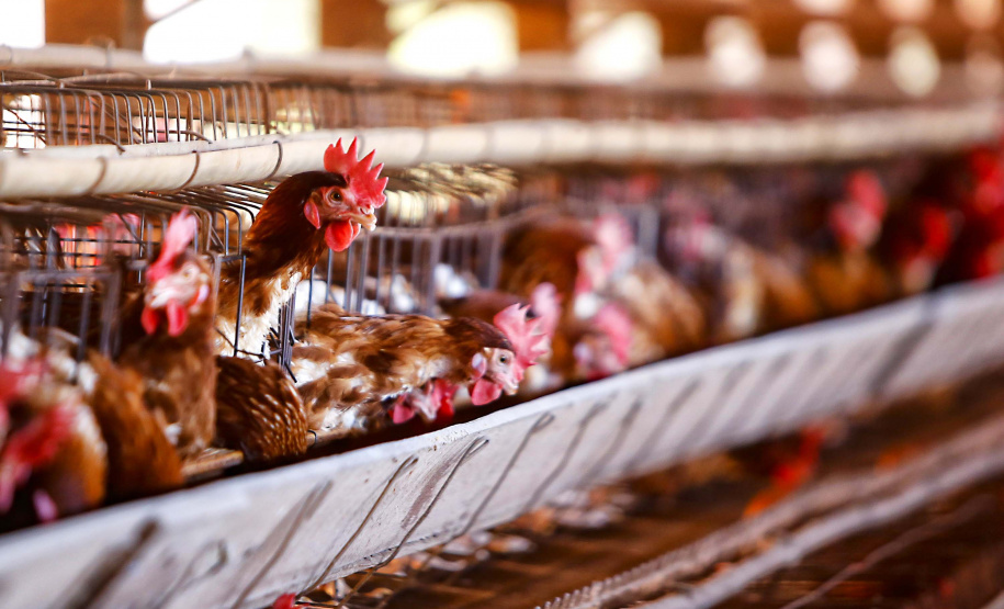 Produção de ovo - Granja feliz.
Arapongas-Pr - 04/2021
Gilson Abreu/AEN