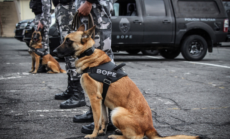 09-08-2018 Operação Bope A eficácia dos serviços executados pela Companhia de Operações com Cães (COC) do Batalhão de Operações Especiais (BOPE) da Polícia Militar do Paraná (PMPR) elevou os números de apreensões de drogas e armas de fogos nos últimos 16 meses