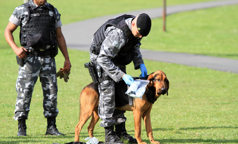 A eficácia dos serviços executados pela Companhia de Operações com Cães (COC) do Batalhão de Operações Especiais (BOPE) da Polícia Militar do Paraná (PMPR) elevou os números de apreensões de drogas e armas de fogos nos últimos 16 meses
