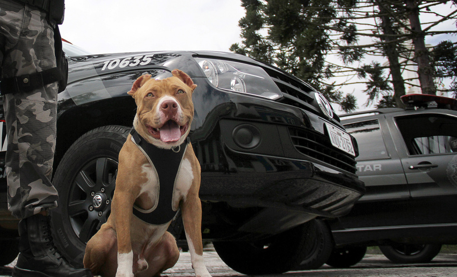 A eficácia dos serviços executados pela Companhia de Operações com Cães (COC) do Batalhão de Operações Especiais (BOPE) da Polícia Militar do Paraná (PMPR) elevou os números de apreensões de drogas e armas de fogos nos últimos 16 meses