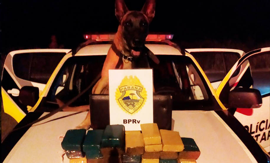 A eficácia dos serviços executados pela Companhia de Operações com Cães (COC) do Batalhão de Operações Especiais (BOPE) da Polícia Militar do Paraná (PMPR) elevou os números de apreensões de drogas e armas de fogos nos últimos 16 meses