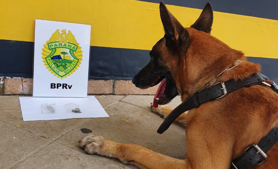 A eficácia dos serviços executados pela Companhia de Operações com Cães (COC) do Batalhão de Operações Especiais (BOPE) da Polícia Militar do Paraná (PMPR) elevou os números de apreensões de drogas e armas de fogos nos últimos 16 meses