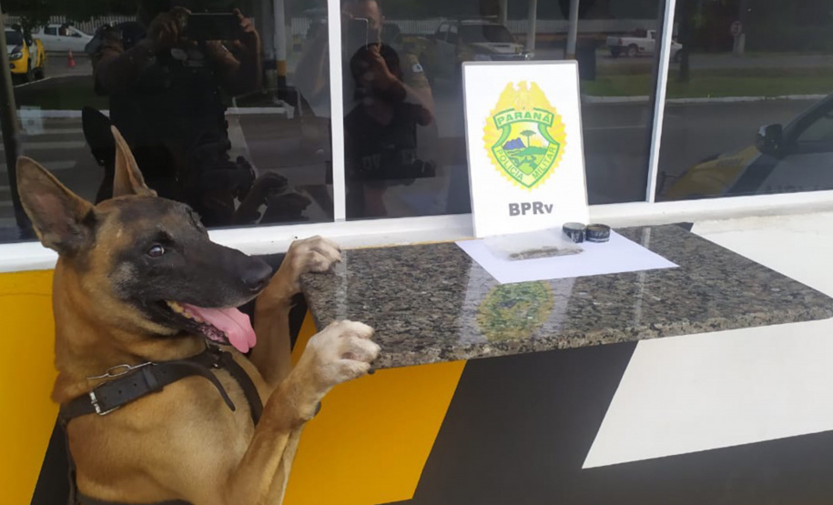 A eficácia dos serviços executados pela Companhia de Operações com Cães (COC) do Batalhão de Operações Especiais (BOPE) da Polícia Militar do Paraná (PMPR) elevou os números de apreensões de drogas e armas de fogos nos últimos 16 meses