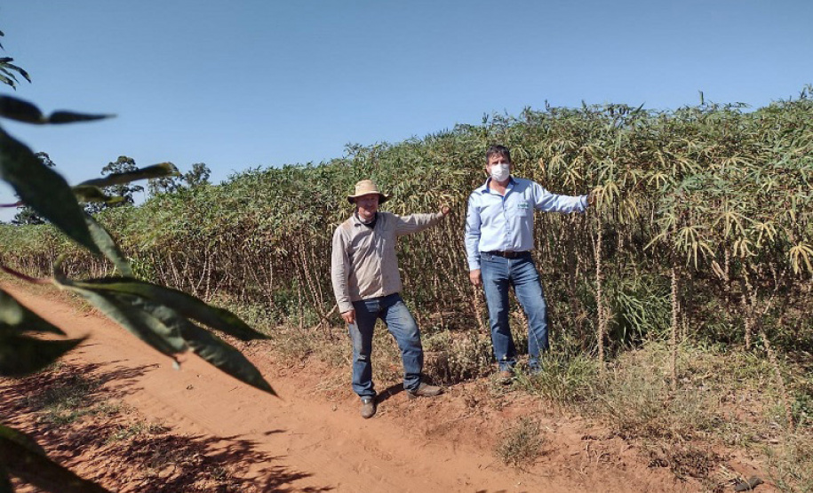 O produtor e a sociedade são os maiores beneficiados quando a pesquisa e a extensão rural trabalham em sintonia. Buscar variedades mais produtivas exige anos de trabalho dos pesquisadores e o extensionista é fundamental para fazer esse conhecimento chegar aos agricultores. Na região Noroeste do estado um exemplo dessa parceria vem impactando diariamente a renda de alguns produtores de mandioca. - Foto: IDR/Paraná