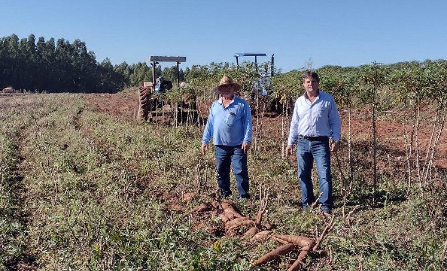 O produtor e a sociedade são os maiores beneficiados quando a pesquisa e a extensão rural trabalham em sintonia. Buscar variedades mais produtivas exige anos de trabalho dos pesquisadores e o extensionista é fundamental para fazer esse conhecimento chegar aos agricultores. Na região Noroeste do estado um exemplo dessa parceria vem impactando diariamente a renda de alguns produtores de mandioca. - Foto: IDR/Paraná