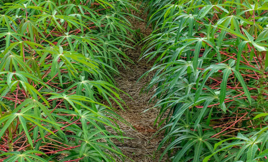 O produtor e a sociedade são os maiores beneficiados quando a pesquisa e a extensão rural trabalham em sintonia. Buscar variedades mais produtivas exige anos de trabalho dos pesquisadores e o extensionista é fundamental para fazer esse conhecimento chegar aos agricultores. Na região Noroeste do estado um exemplo dessa parceria vem impactando diariamente a renda de alguns produtores de mandioca. - Foto: Gustavo Kooiti Silva Takahashi