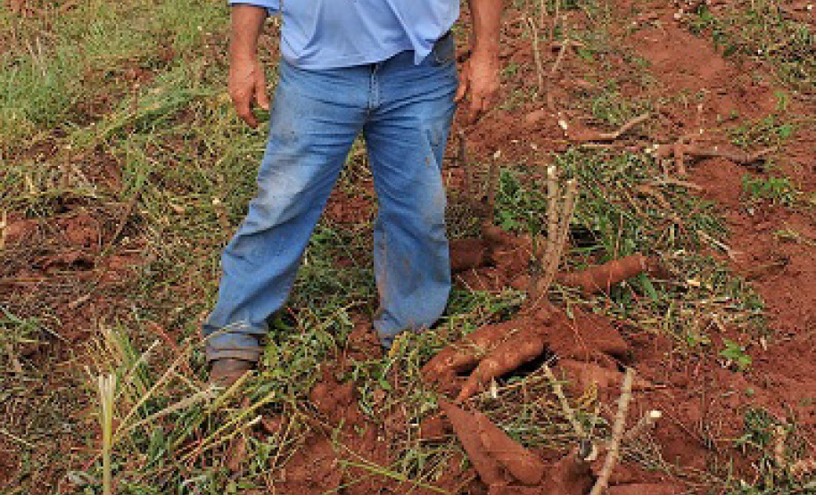 O produtor e a sociedade são os maiores beneficiados quando a pesquisa e a extensão rural trabalham em sintonia. Buscar variedades mais produtivas exige anos de trabalho dos pesquisadores e o extensionista é fundamental para fazer esse conhecimento chegar aos agricultores. Na região Noroeste do estado um exemplo dessa parceria vem impactando diariamente a renda de alguns produtores de mandioca. - Foto: IDR/Paraná