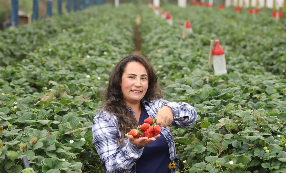 Produção de morango se destaca na região de Curitiba e cresce em todo Paraná. Na foto, Rosana Gabardo Pallu. Foto: Ari Dais/AEN