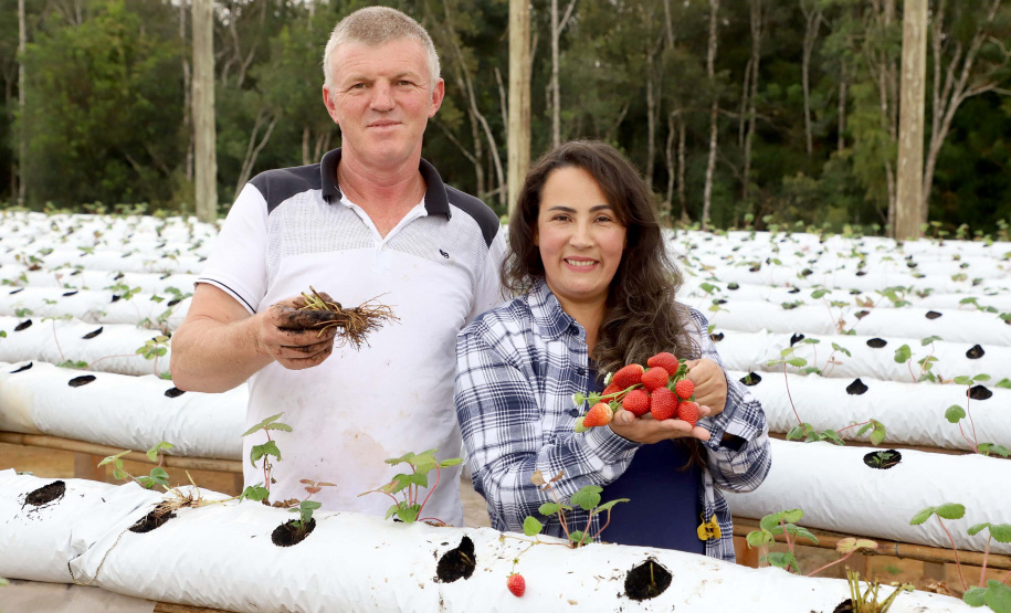 Produção de morango se destaca na região de Curitiba e cresce em todo Paraná. Na foto, Rosana Gabardo Pallu e José Marcos Pallu. Foto: Ari Dais/AEN