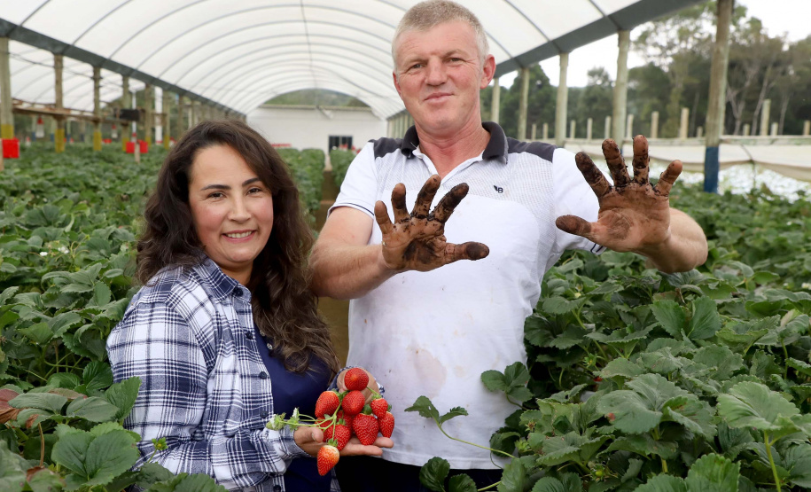 Produção de morango se destaca na região de Curitiba e cresce em todo Paraná. Na foto, Rosana Gabardo Pallu e José Marcos Pallu. Foto: Ari Dais/AEN
