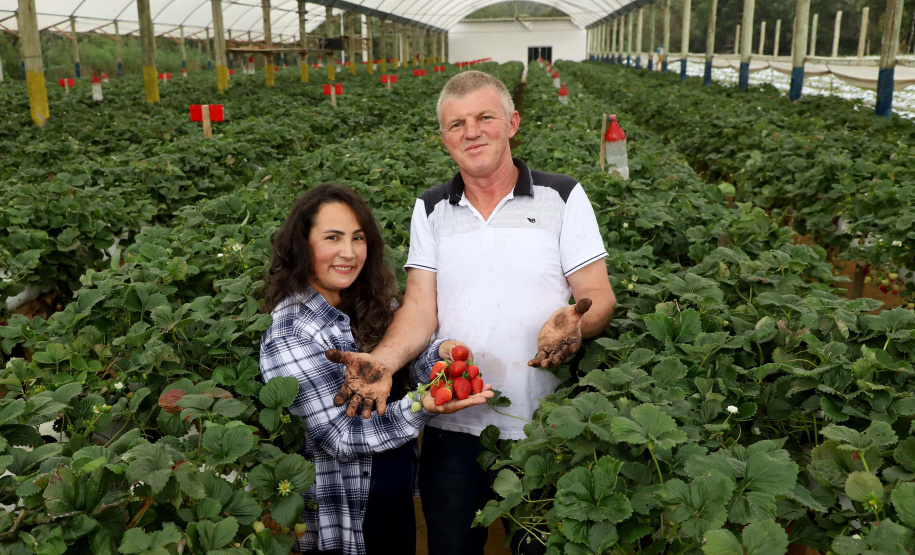 Produção de morango se destaca na região de Curitiba e cresce em todo Paraná. Na foto, Rosana Gabardo Pallu e José Marcos Pallu. Foto: Ari Dais/AEN